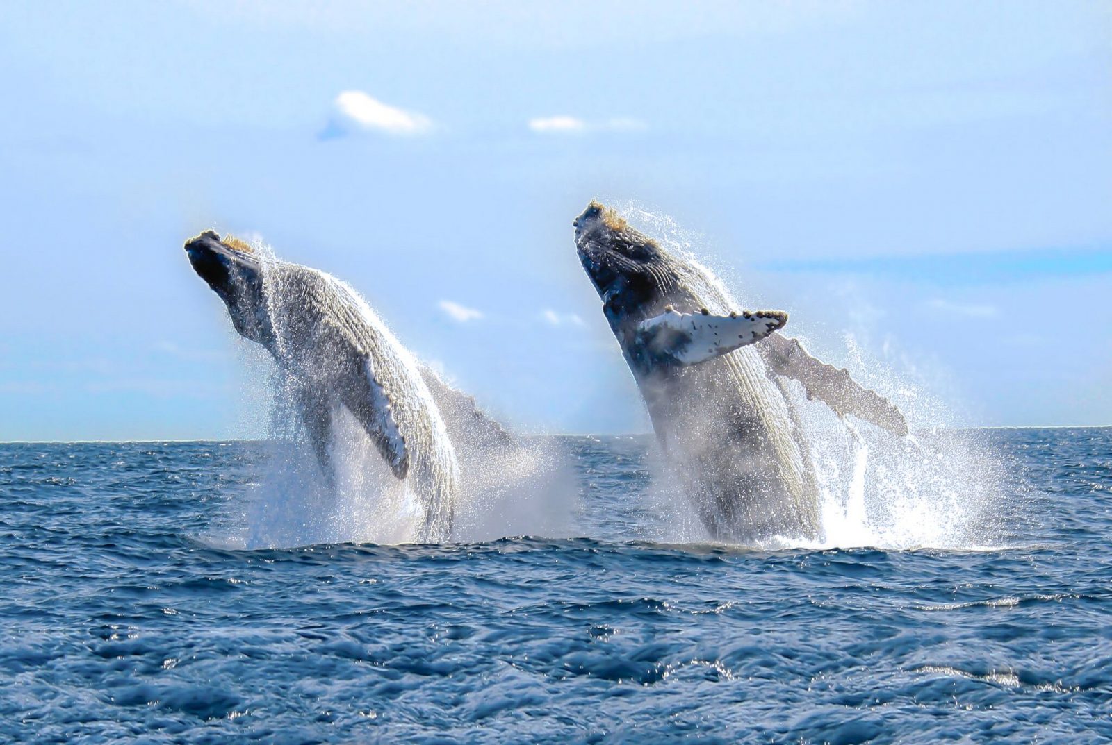 Whale Watching at Mirissa - 2020 tourism guide | Discover Sri Lanka