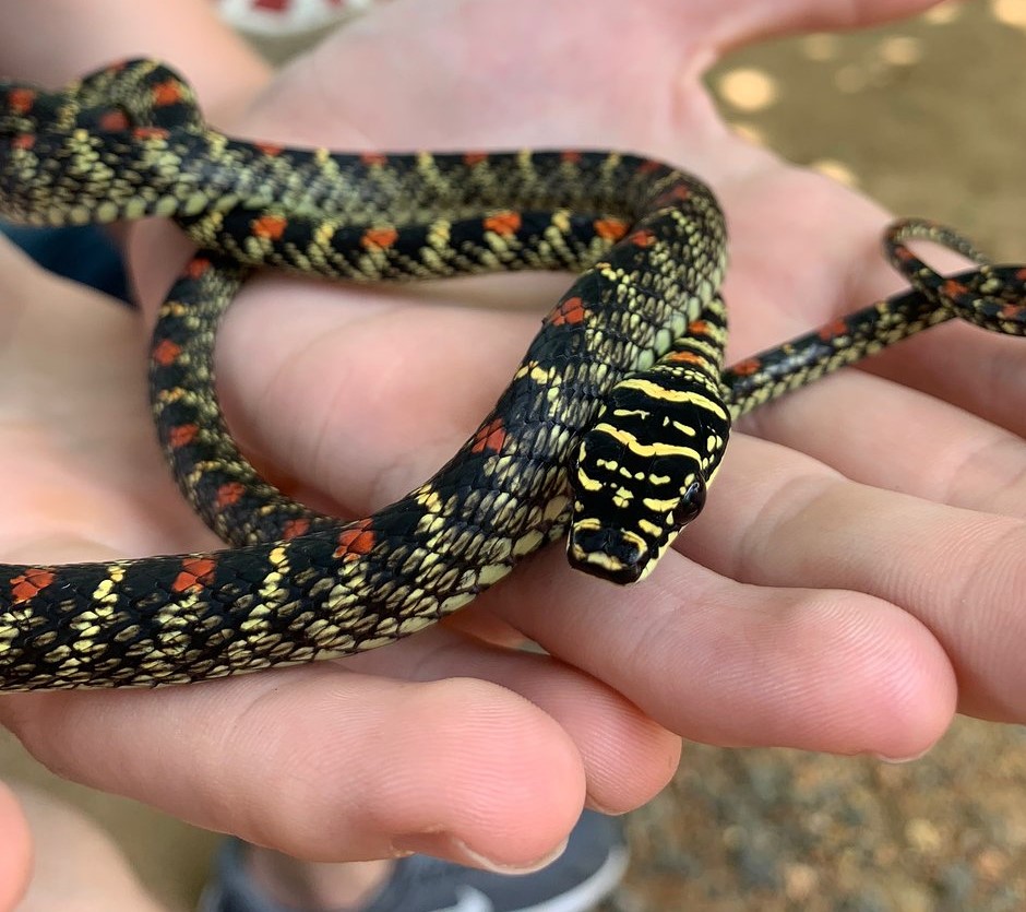 Farm snakes. Редкая красная неядовитая змея Шри-Ланки.